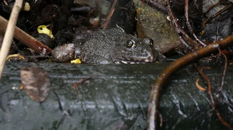 Frog in the pond. Stock Footage 55763718
