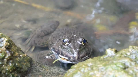 Frog in the pond. Stock Footage 55764101