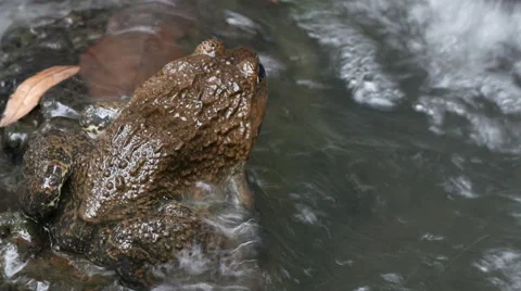 Frog in the pond. Stock Footage 55764633