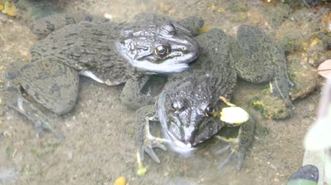 Frog in the pond. Stock Footage 55766684