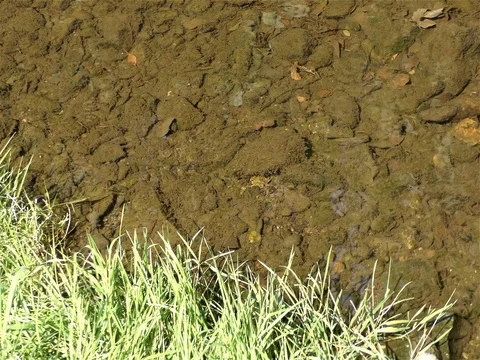 Frog in the pond Vidéo 73199271