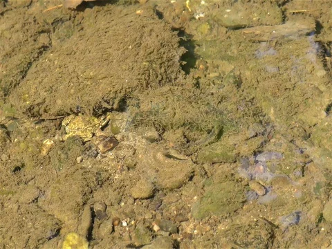 Frog in the pond Stock Footage 73199314
