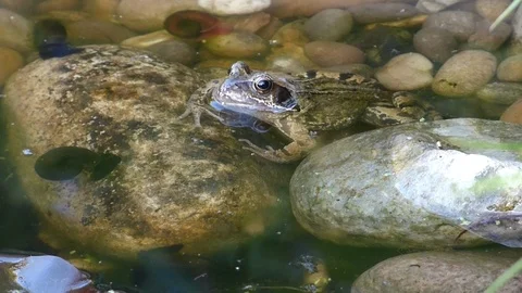 Frog in pond Video stock 89992717