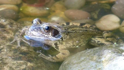 Frog in pond Stock Footage 89992784