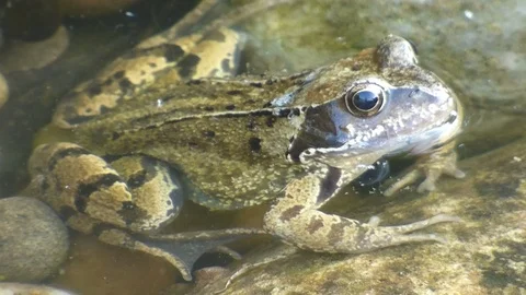 Frog in pond Video stock 89993994