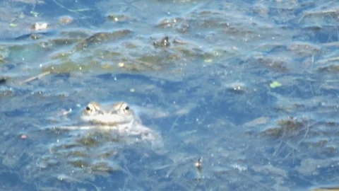 The frog in a pond Stock Footage 95076511