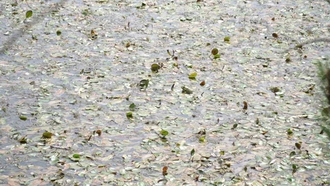 Frog in a pond Stock Footage 108677393