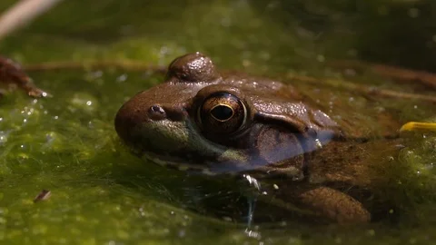 Frog in pond Stock Footage