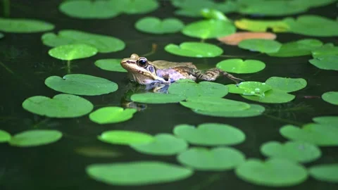 Frog in the pond Video stock 131318401