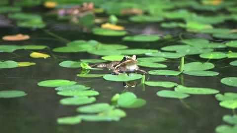Frog in the pond Video stock 131320992