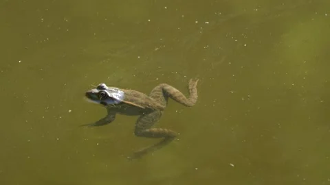 Frog in a pond Video stock 201675179
