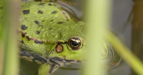 A frog in a pond Stock Footage 256145341