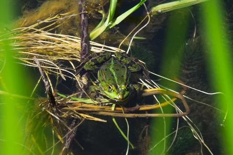 Frog in a pond on the grass Stock Photos