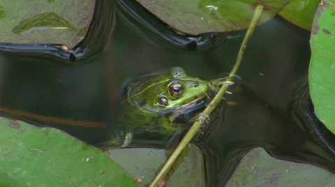 Frog in pond (HD NTSC) 스톡 동영상 498937