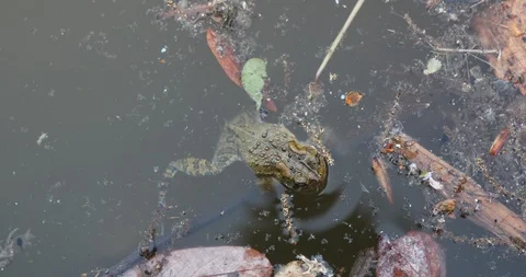 A frog in a pond in Maryland Stock Footage 129721571