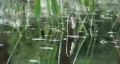 Frog Pond In Park HD Footage