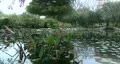 Frog Pond In Park HD Footage