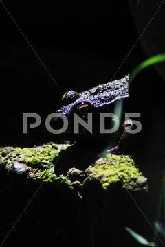 Frog By Pond Stock Photos