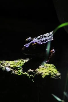 Frog By Pond Stock Photos