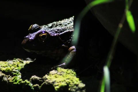 Frog By Pond Stock Photos