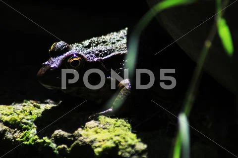 Frog By Pond