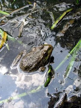 Frog in pond Stock Photos