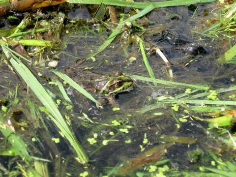 Frog in pond Stock Photos