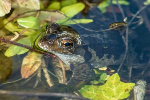Frog in the Pond Stock Photos
