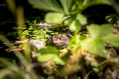 Frog in a pond 스톡 사진