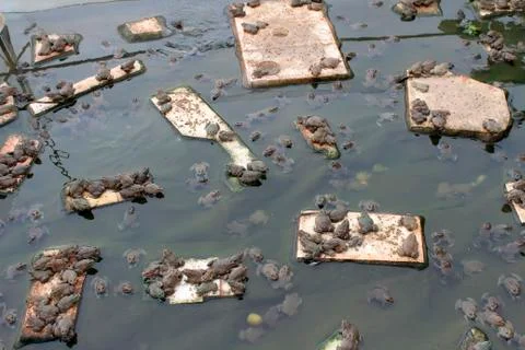 Frog in the Pond Stock Photos
