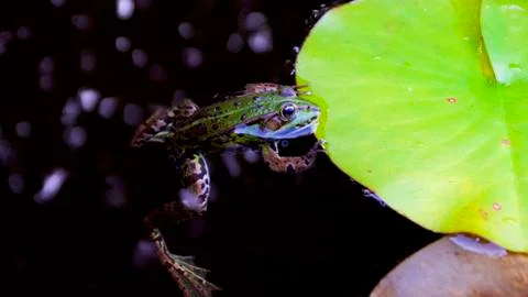 Frog in pond Foto stock