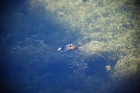 Frog in the pond Stock Photos