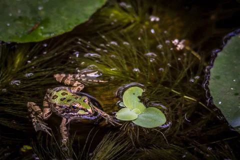 Frog in the pond Stock Photos