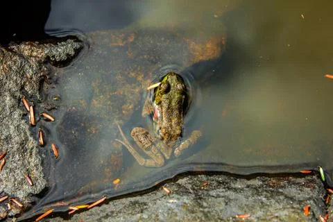 Frog in a Pond Foto stock
