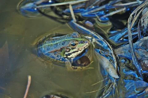 Frog in pond Stock Photos