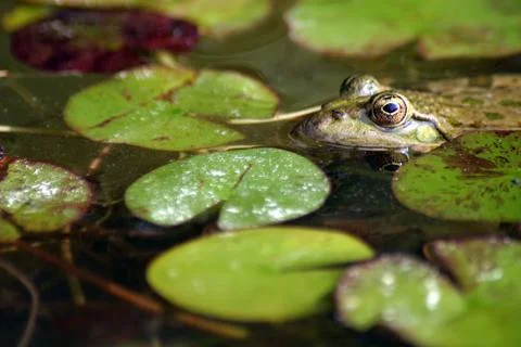 A frog at the pond Stock Photos