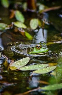 Frog in Pond Stock Photos