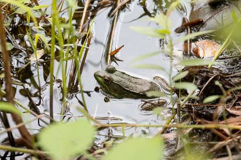 Frog In Pond Stock Photos