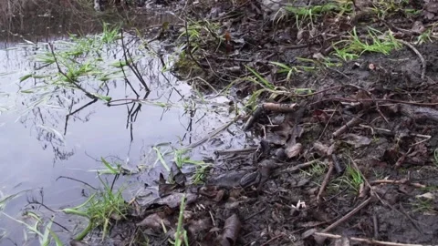Frog at a pond in spring Stock Footage 258273266
