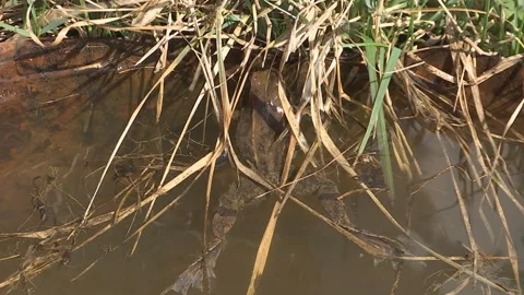 Frog in the pond swinging on the waves. Stock-Footage 89152205