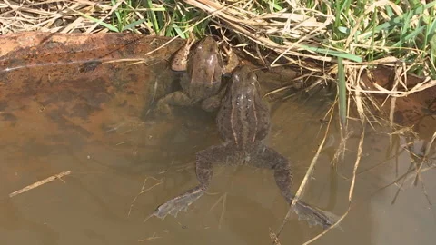 Frog in the pond swinging on the waves. Stock Footage 89152353
