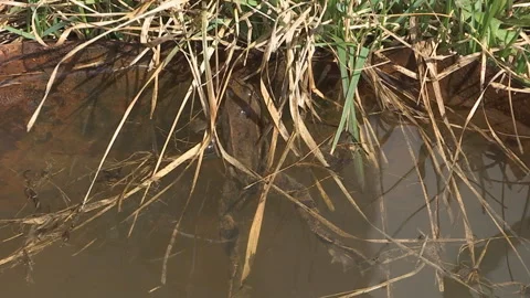 Frog in the pond swinging on the waves. Stock Footage 89152354