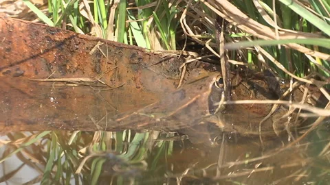 Frog in the pond swinging on the waves. Vidéo 89152369