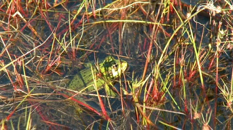 Frog in the pond then dives Video stock 731133