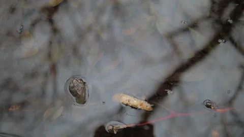 Frog in the pond. Top view frog close up in the swamp. Stock Footage 155031229
