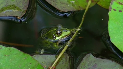 Frog in pond on water lily (diving) Stock Footage 413431