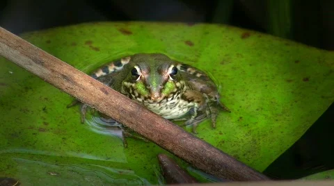 Frog  in pond on water lily Vidéo 413444