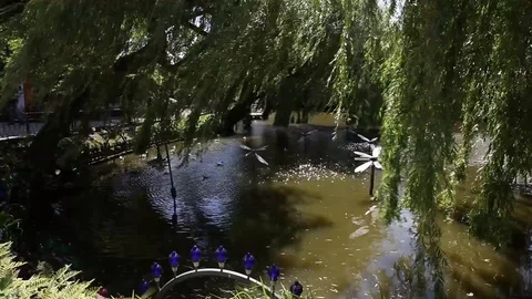 Frog pond with willow trees Stock Footage 89588215
