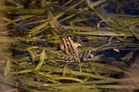 Frog in a pool Stock Photos