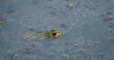 Frog portrait close up Stock Footage 142515824